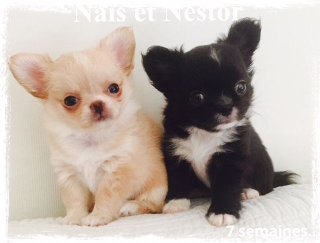 Chiot Chihuahua Des Z'amours De Maya